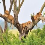 Queen Elizabeth safari