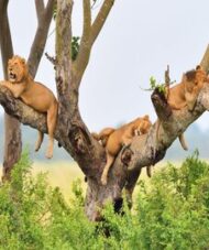 Queen Elizabeth safari