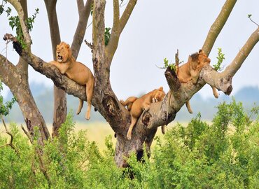 Queen Elizabeth safari