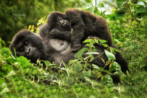 Read more about the article Top 30 Frequently Asked Questions about a Uganda Safari