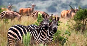 Read more about the article Top Wildlife Safari Activities in Uganda