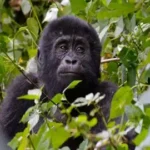 Uganda gorilla chimpanzee wildlife tour