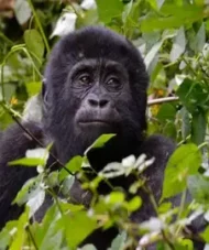 Uganda gorilla chimpanzee wildlife tour