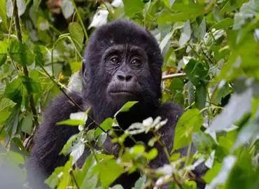 Uganda gorilla chimpanzee wildlife tour