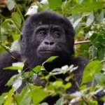 Gorilla trekking Uganda from Rwanda