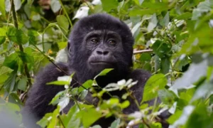 Read more about the article Gorilla Trekking in Uganda from Rwanda – A Cross-Border Safari Adventure
