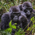 Gorilla trekking Bwindi