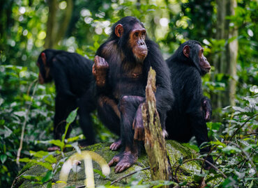 Uganda gorilla and chimpanzee trekking tour