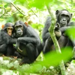 5-Day Gorilla Trekking Uganda