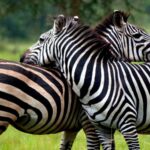 Lake Mburo National Park