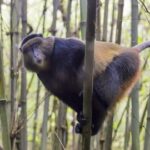 5-Day Mgahinga Primates Tour