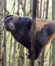 5-Day Mgahinga Primates Tour