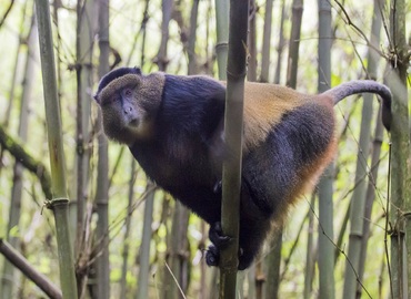 5-Day Mgahinga Primates Tour
