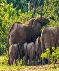 4-Day Uganda Safari