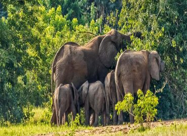 4-Day Uganda Safari