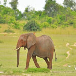 Bwindi Murchison safari Uganda