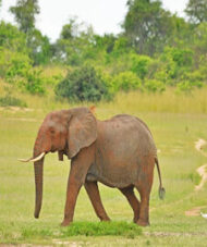 Bwindi Murchison safari Uganda