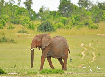 Bwindi Murchison safari Uganda