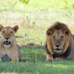 Bwindi Queen Elizabeth safari