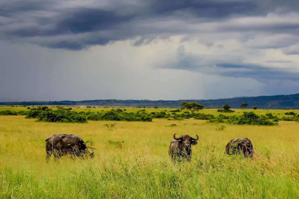 WHAT’S THE PERFECT AMOUNT OF TIME TO BE ON A UGANDA SAFARI?
