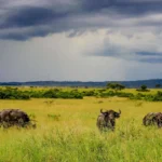 Uganda safari tours
