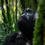 8-day gorilla safari Uganda and Rwanda tour with Muganzi Safaris