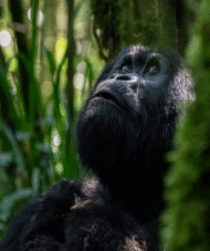 8-day gorilla safari Uganda and Rwanda tour with Muganzi Safaris