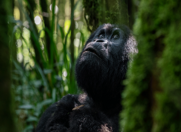 8-day gorilla safari Uganda and Rwanda tour with Muganzi Safaris