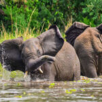 Uganda Big 5 Gorilla Safari | Wildlife & Chimpanzees