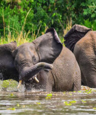Uganda Big 5 Gorilla Safari | Wildlife & Chimpanzees