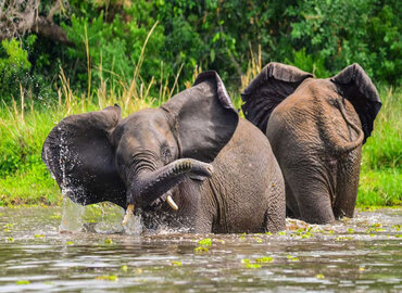 Uganda Big 5 Gorilla Safari | Wildlife & Chimpanzees