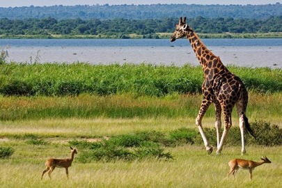 10 Days Uganda Safari