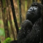 18 Days Uganda Safari