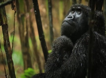 18 Days Uganda Safari