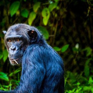 Read more about the article Semuliki vs Kibale National Park: What Makes Their Wildlife Experiences Different?
