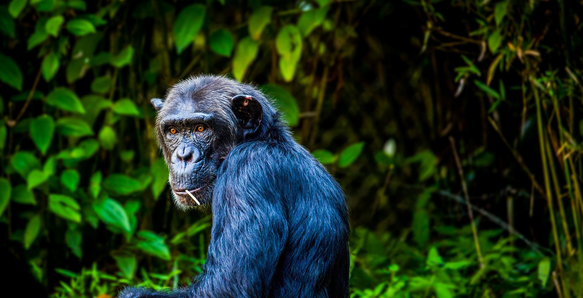 You are currently viewing Kibale Forest National Park Uganda