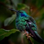 Uganda Birding Safari