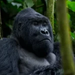 Bwindi Gorillas and Kibale Chimpanzees