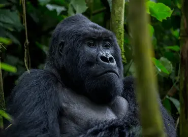 Bwindi Gorillas and Kibale Chimpanzees