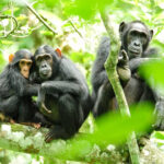 Gorilla and Chimpanzee Safari