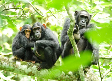 Gorilla and Chimpanzee Safari