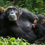 Chimpanzee Trekking in Kyambura Gorge