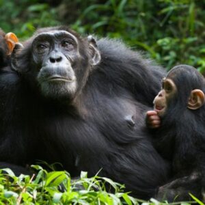 Read more about the article Chimpanzee Trekking in Kyambura Gorge Queen Elizabeth National Park