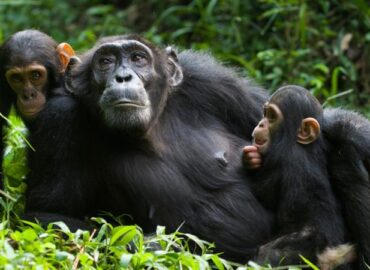 Chimpanzee Trekking in Kyambura Gorge