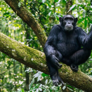 Read more about the article Discover the Magic of Budongo Forest Uganda