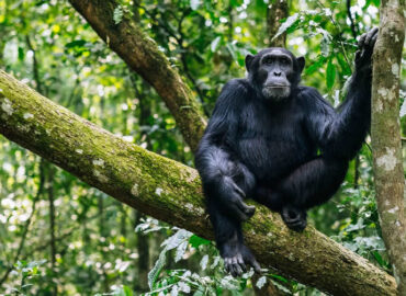 Budongo Forest Uganda