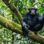 Budongo Forest Uganda