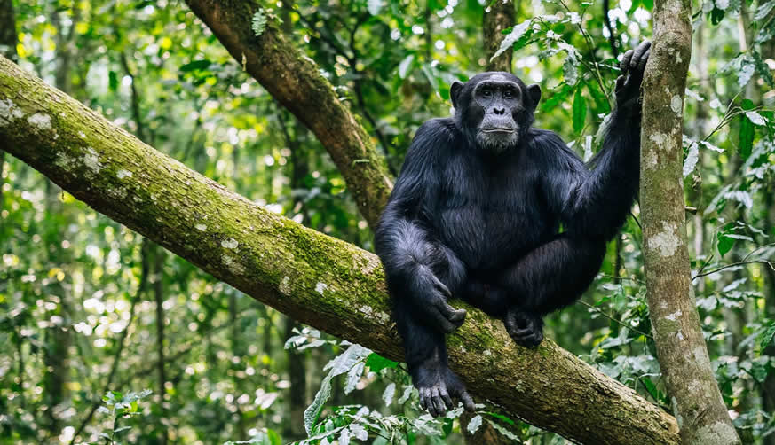Budongo Forest Uganda