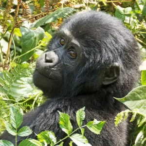 Read more about the article 5-Day Primates Safari in uganda