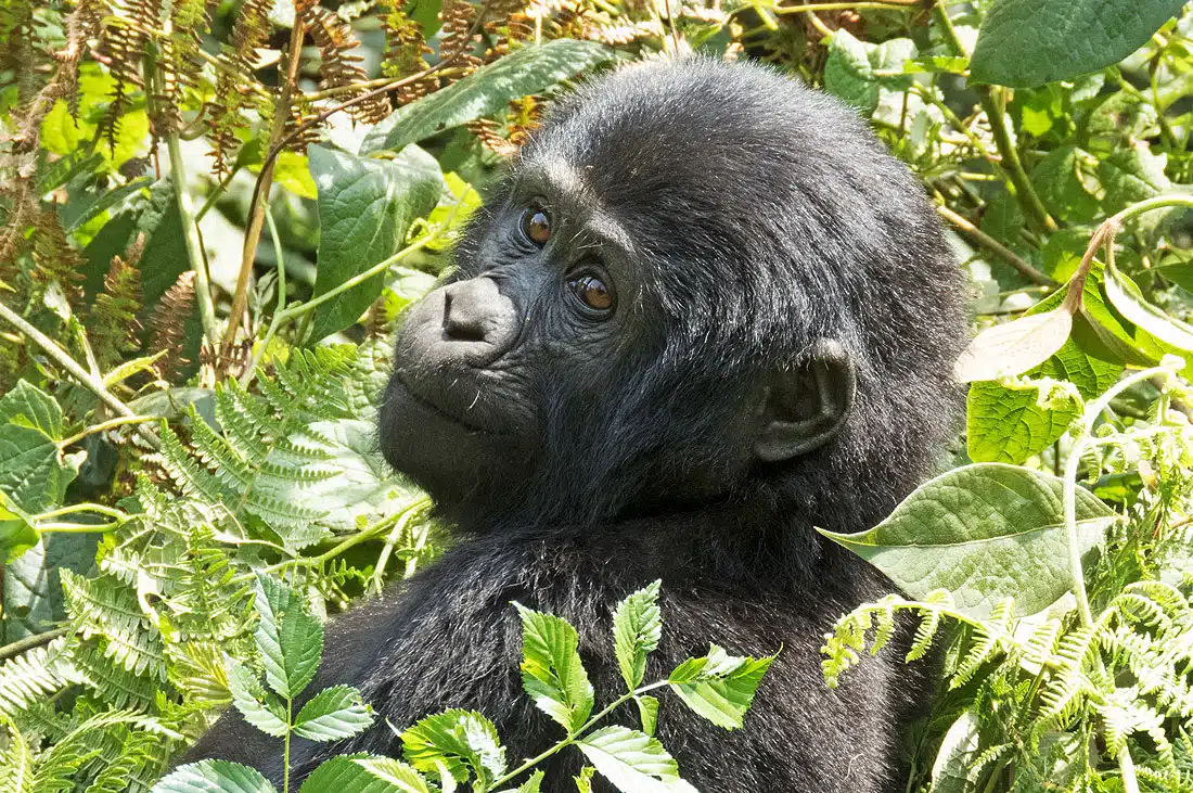 Read more about the article 5-Day Primates Safari in uganda